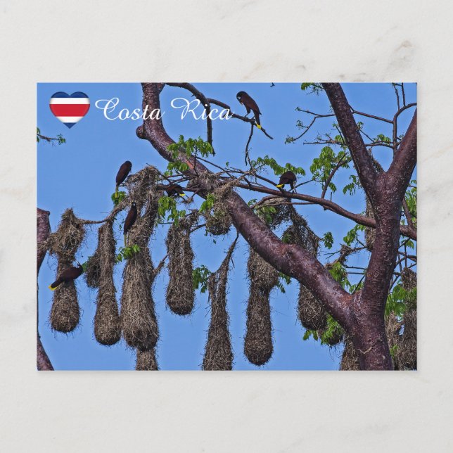 Postal Anidación de Psarocolius decumanus - Costa Rica (Anverso)