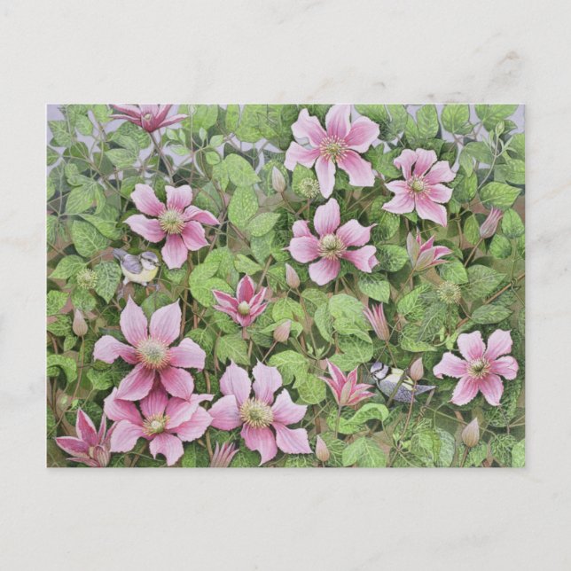 Postal Anidar en Clematis (Anverso)