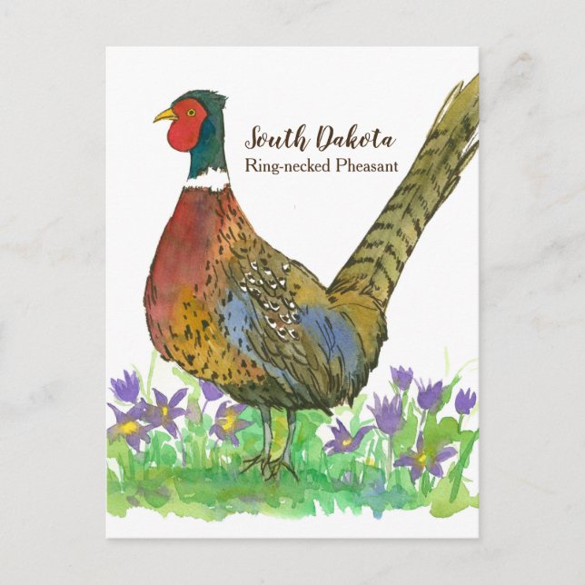 Postal Anillo de Dakota del Sur Necesario Pheasant Pasque (Anverso)