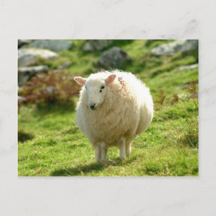 Postal Anillo de Kerry Sheep