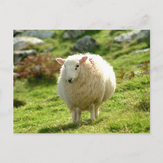 Postal Anillo de Kerry Sheep (Anverso)
