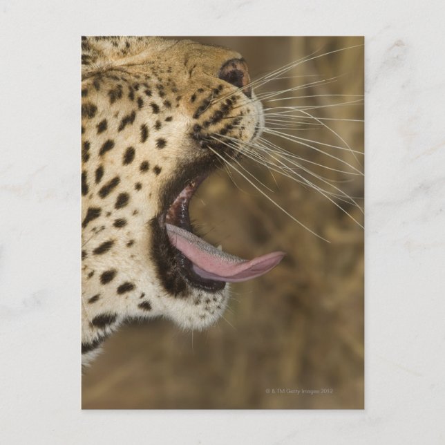 Postal Anillo de leopardo, Parque Nacional del Gran Kruge (Anverso)