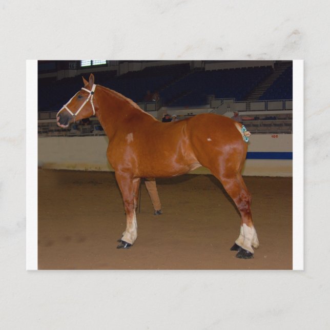 Postal Anillo espectáculo de Bélgica (Anverso)