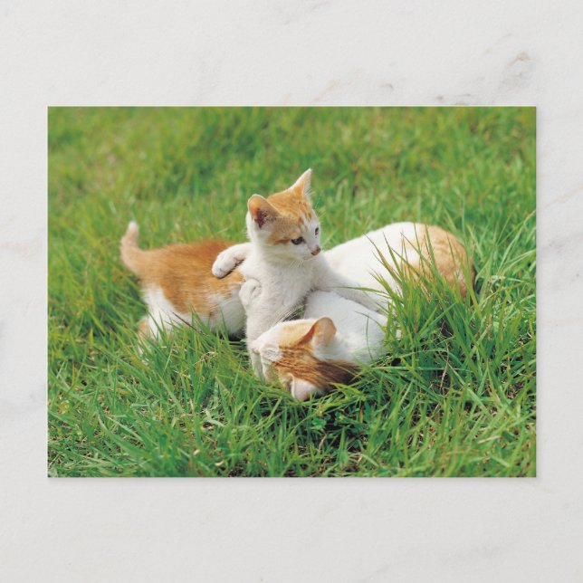 Postal Animadas gatitos (Anverso)