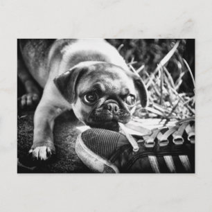 Postal Animadas mascotas de reproducción