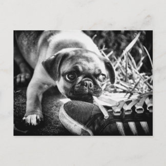 Postal Animadas mascotas de reproducción