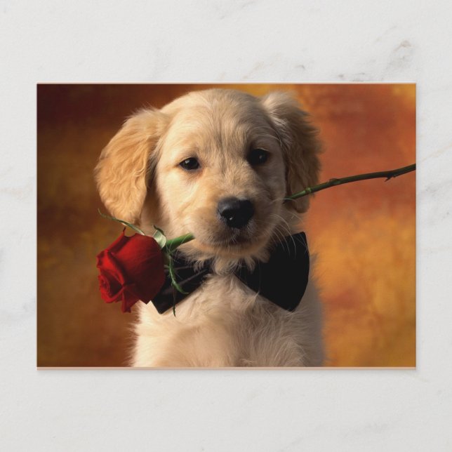 Postal Animal (Anverso)