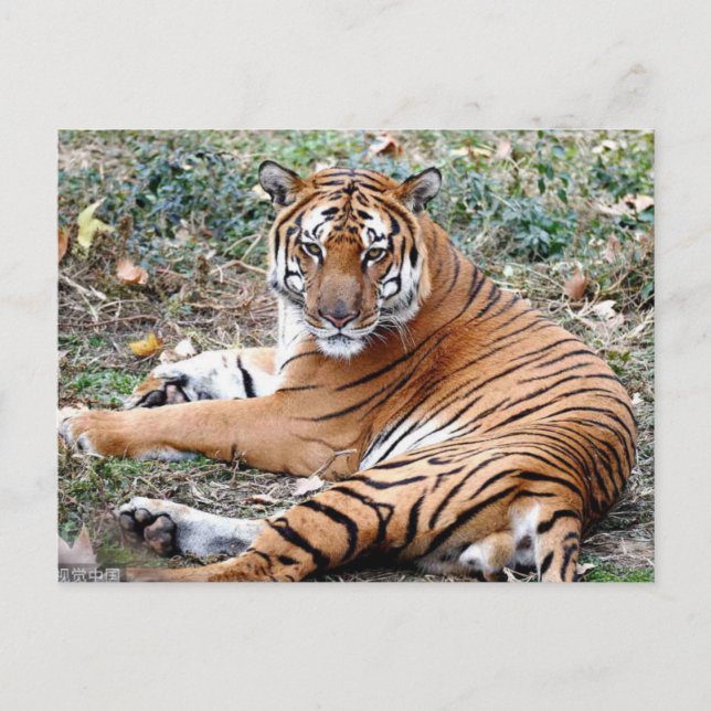 Postal animal (Anverso)