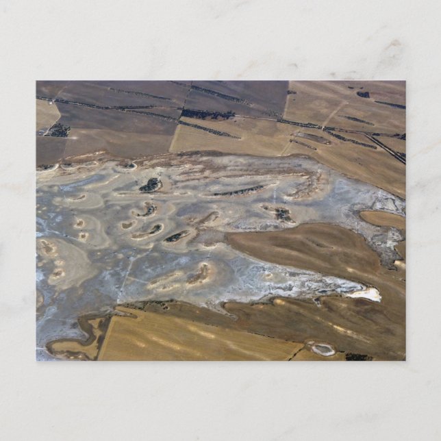 Postal animal abstracto (Anverso)