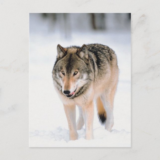 Postal Animal afuera en la nieve (Anverso)