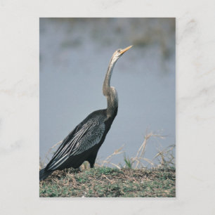 Postal Animal-Anhinga