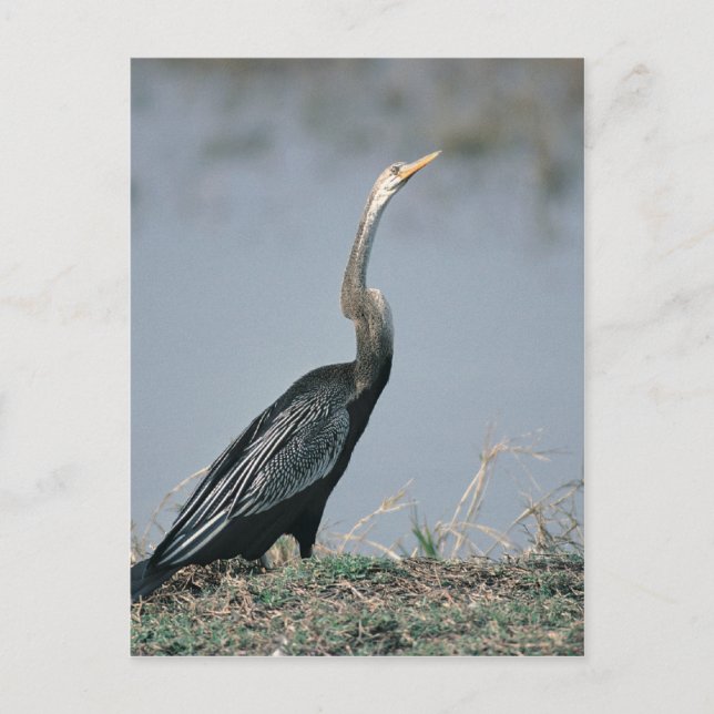 Postal Animal-Anhinga (Anverso)