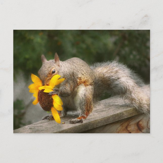 Postal Animal - ardilla - Tratos de verano (Anverso)