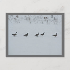 Postal Animal Bird Canada Geese 1