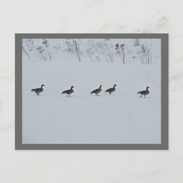 Postal Animal Bird Canada Geese 1 (Anverso)