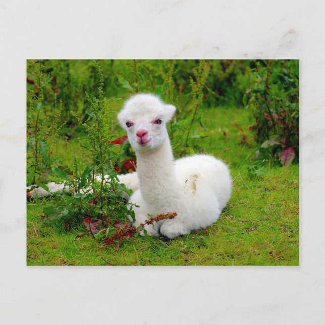 Postal Animal Blanquecino de Alpaca (Anverso)