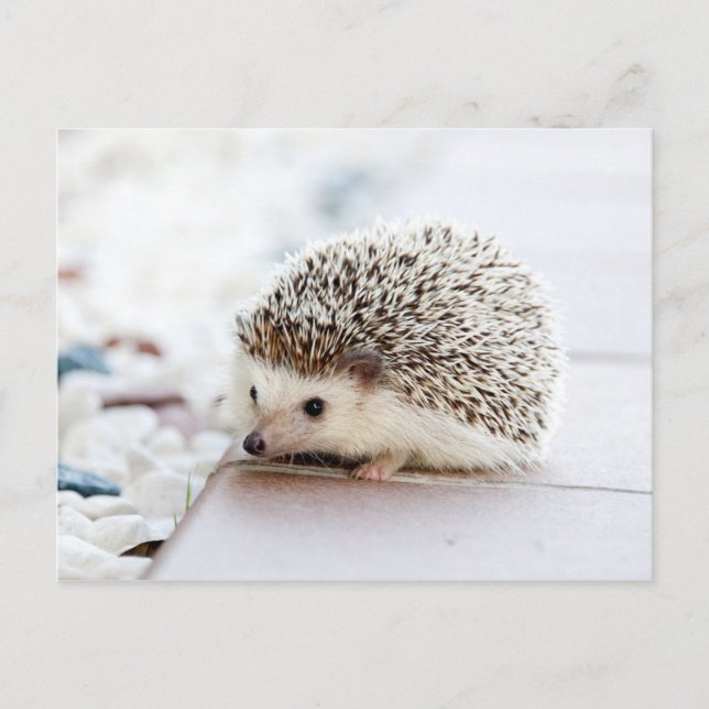Postal Animal Cute Baby Hedgehog (Anverso)