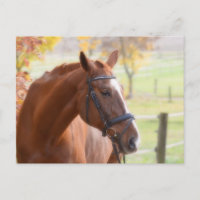 Postal animal de equitación
