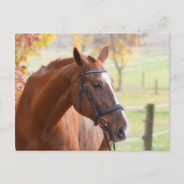 Postal animal de equitación (Anverso)