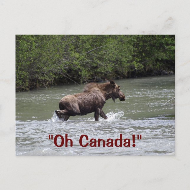 Postal Animal de la fauna silvestre de Moose (Anverso)