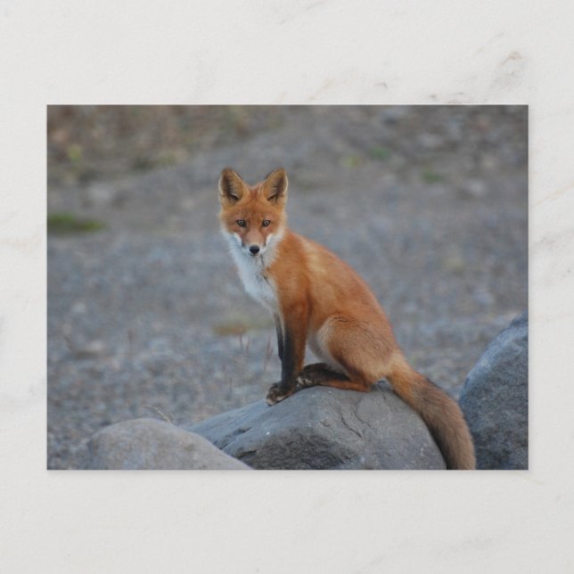 Postal animal de Wildlife Fox Nature (Anverso)