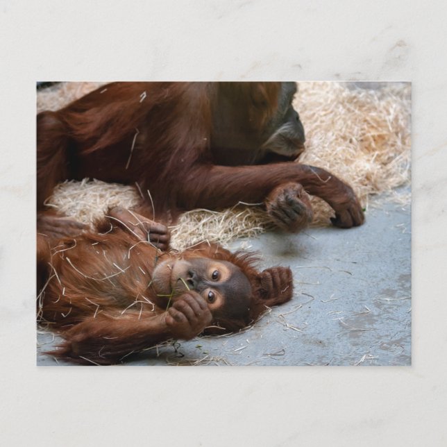 Postal animal en el zoológico de los monos Ape (Anverso)