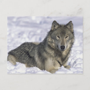 Postal Animal En Nieve