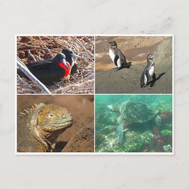 Postal animal galápagos cuatro (Anverso)