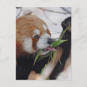 Postal animal-impresión-panda-rojo-lindo