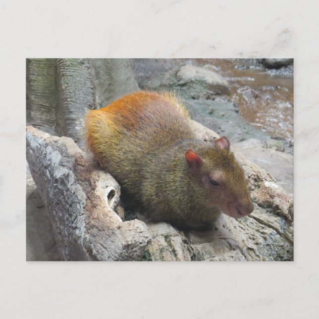 Postal Animal lindo del Capybara (Anverso)