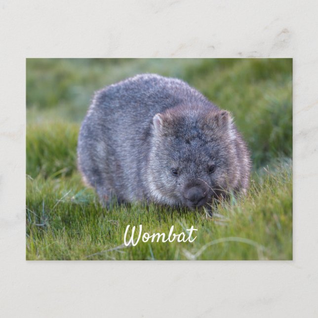 Postal Animal personalizado de Wombat Tasmania Australia (Anverso)