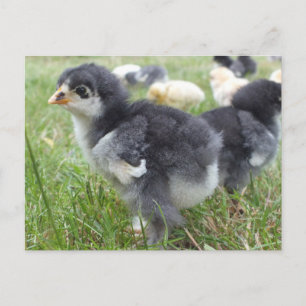 Postal animal, pollito, pollo, granja, lindo, ave, bebé,