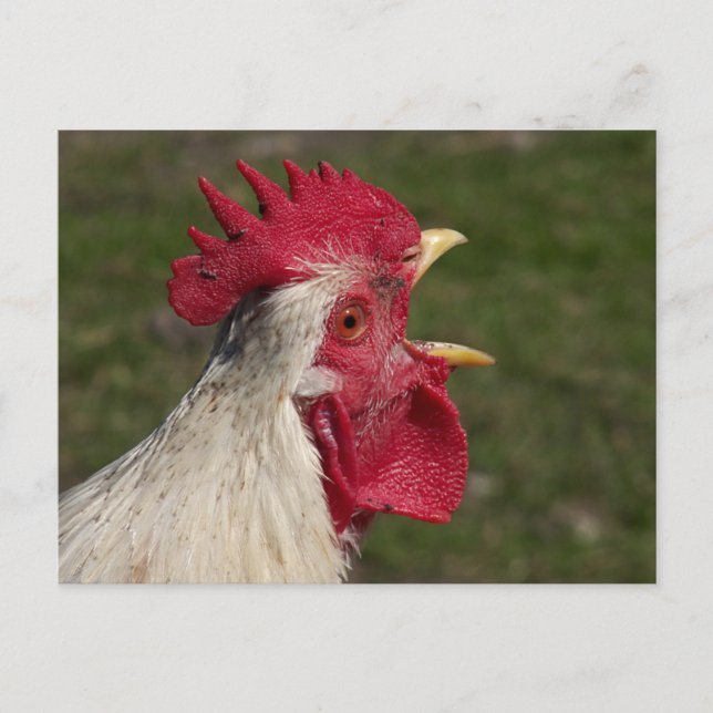 Postal animal, polluelo, pollo, granja, lindo, pájaro, be (Anverso)