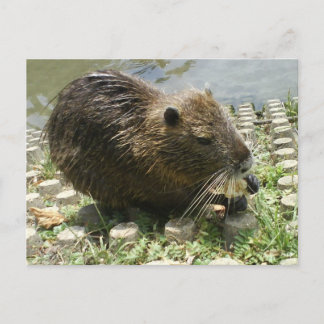 postal animal "rata nutria"