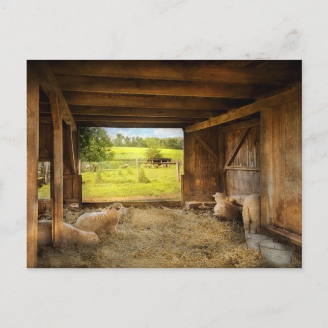 Postal Animal - Sheep - Counting sheep (Anverso)