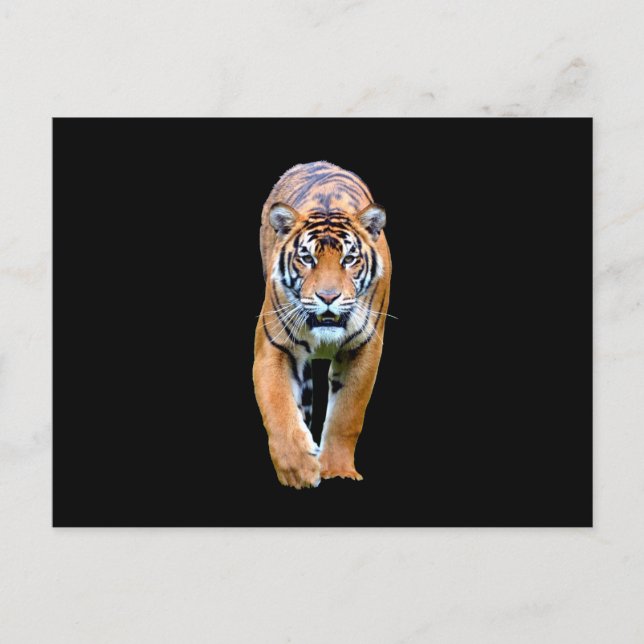 Postal Animal tigre (Anverso)