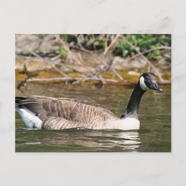 Postal Animales (Anverso)