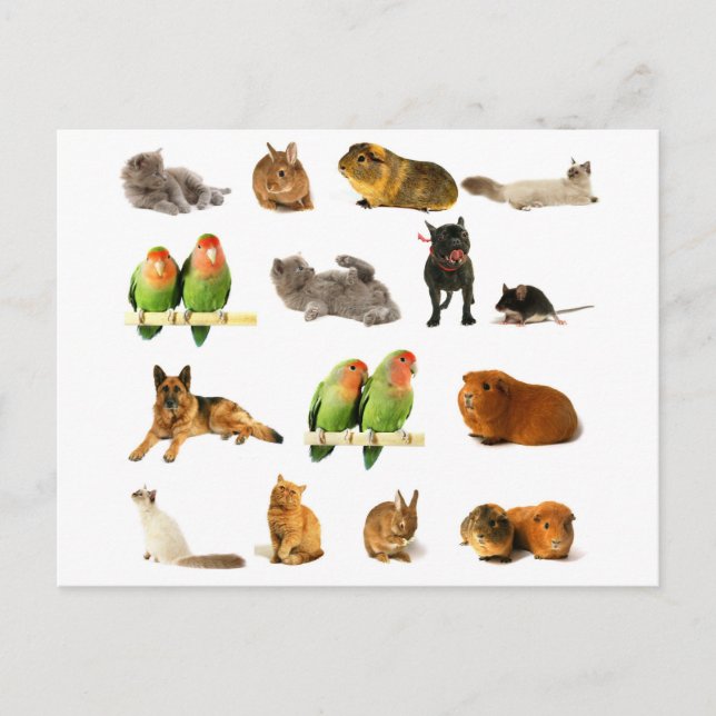 Postal animales (Anverso)