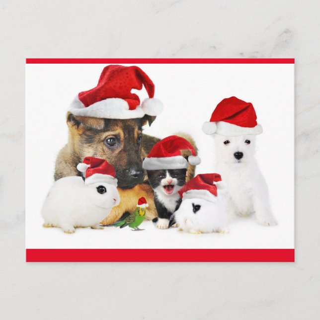 Postal Animales (Anverso)