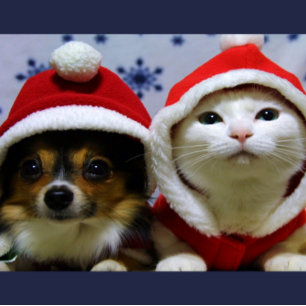 Postal Animales Adorables