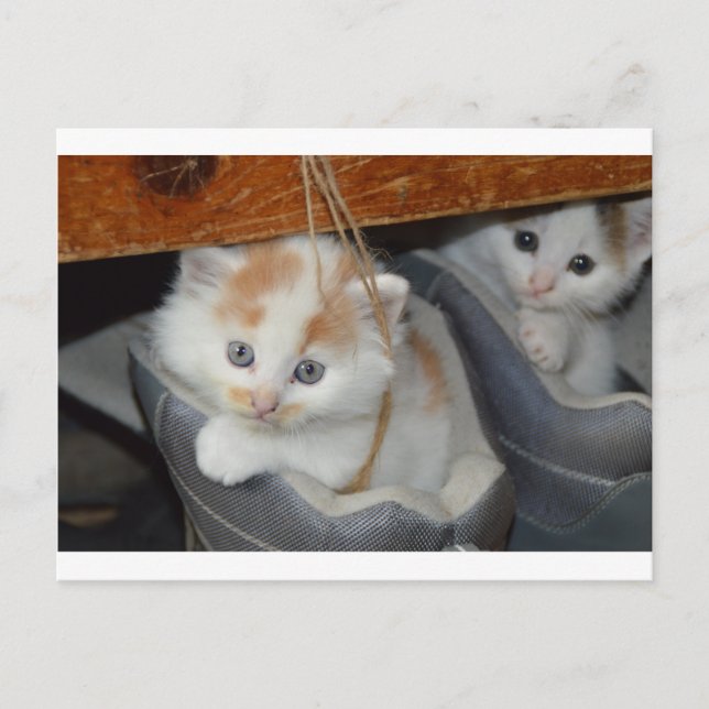 Postal Animales adoran gatos de Mascotas gatitos (Anverso)