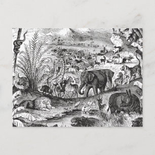 Postal Animales africanos de Ilustracion animal de época 