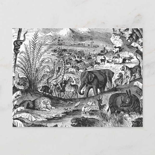 Postal Animales africanos de Ilustracion animal de época  (Anverso)