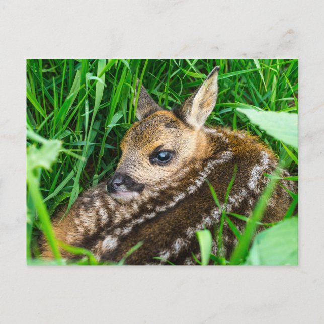 Postal Animales Bebés Más Adorables | Cria de Corzo (Anverso)