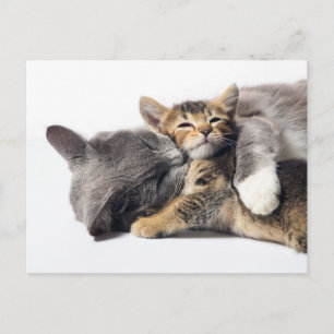 Postal Animales Bebés más Lindos   Abrazo de Gatito Adora