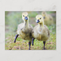 Animales Bebés más Lindos | Ansarones de Ganso Can