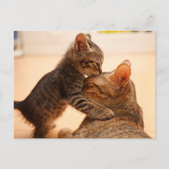 Postal Animales Bebés Más Lindos | Beso de Gatito Atigrad (Anverso)