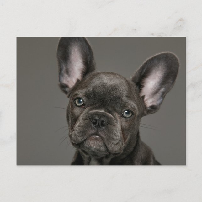 Postal Animales Bebés más Lindos | Bulldog Francés (Anverso)