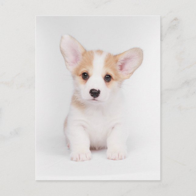 Postal Animales Bebés más Lindos | Cachorro de Corgi Blan (Anverso)