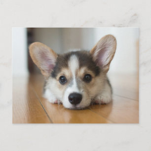 Postal Animales Bebés Más Lindos   Cachorro de Corgi Mira